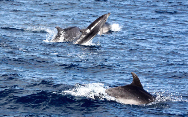 bottlenose2