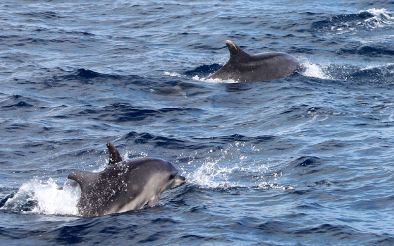 bottlenose3