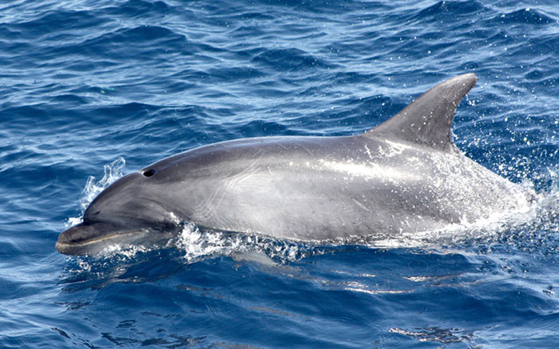 bottlenose4