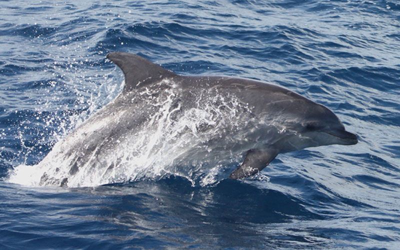 bottlenose5