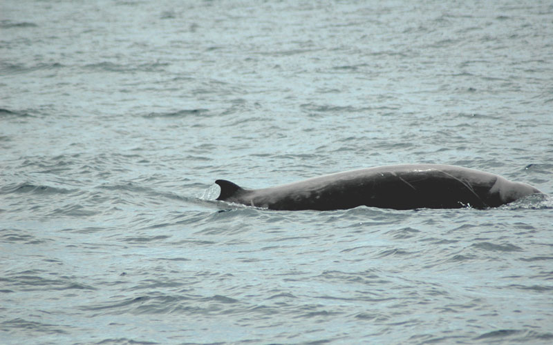 cuviersbeakedwhale