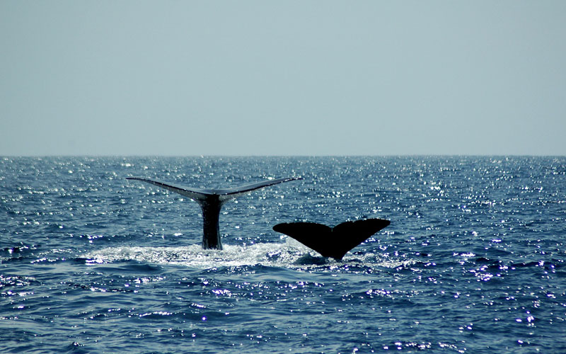 spermwhale1