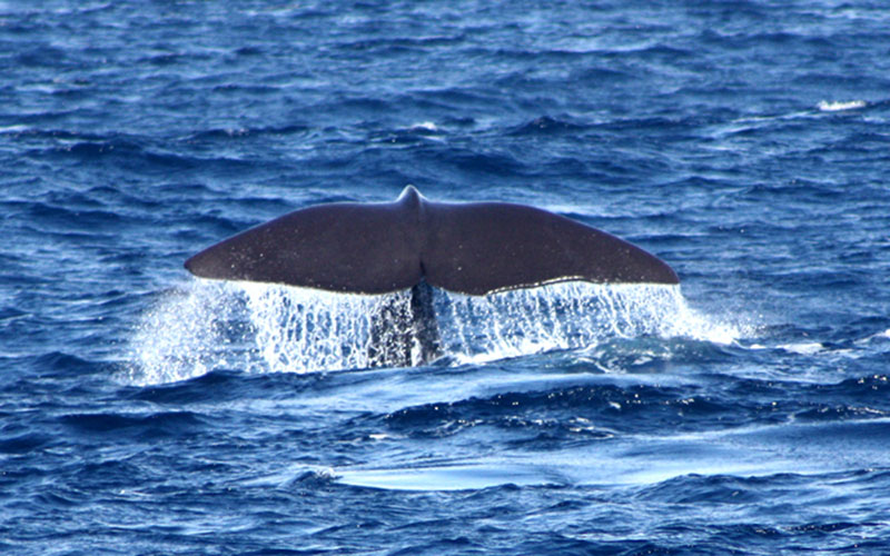 spermwhale2