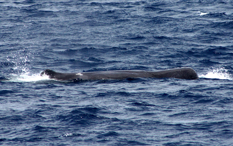 spermwhale3