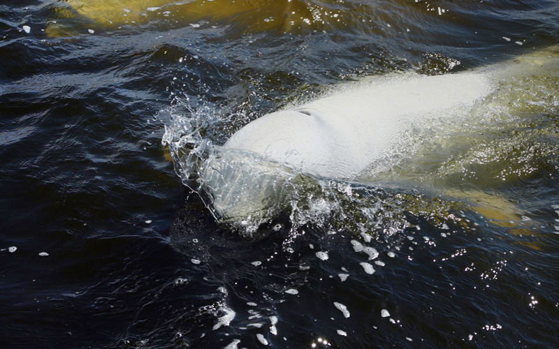 beluga1
