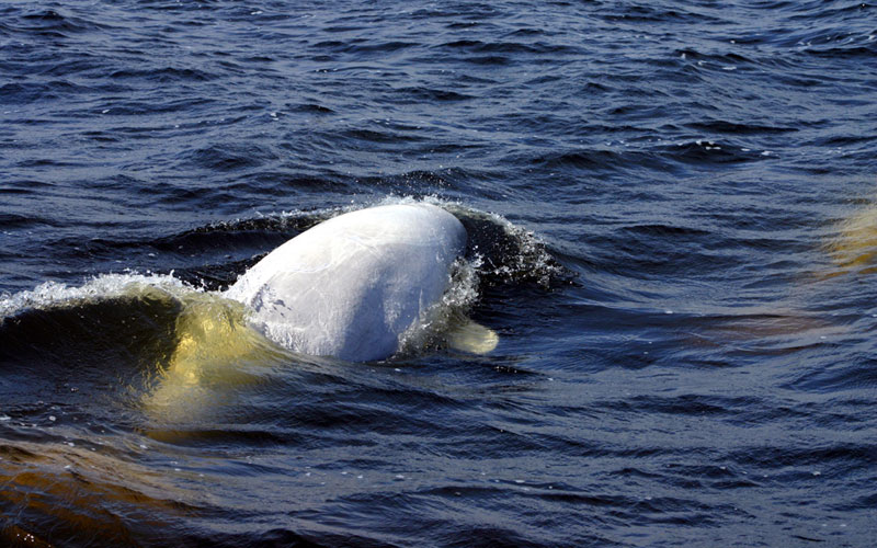 beluga2