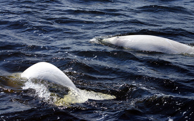 beluga3