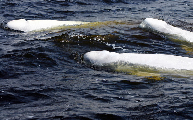 beluga4