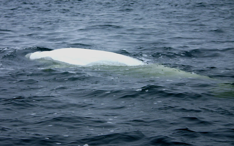 beluga7