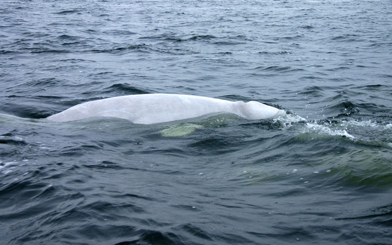 beluga8