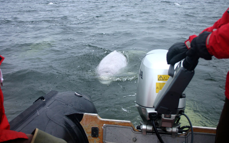 beluga9