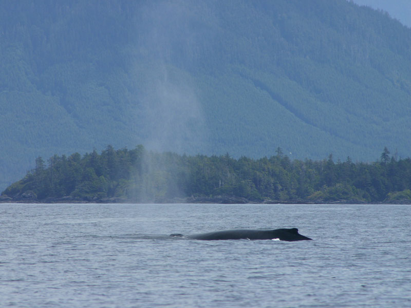 canada_whale