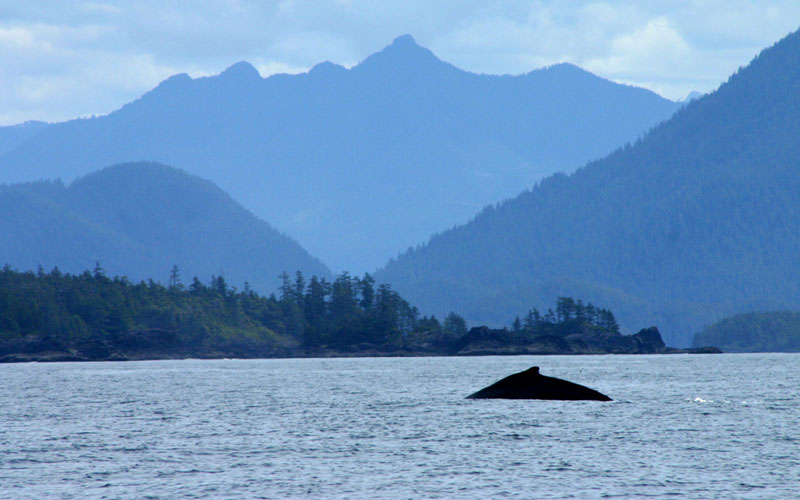 greywhale1