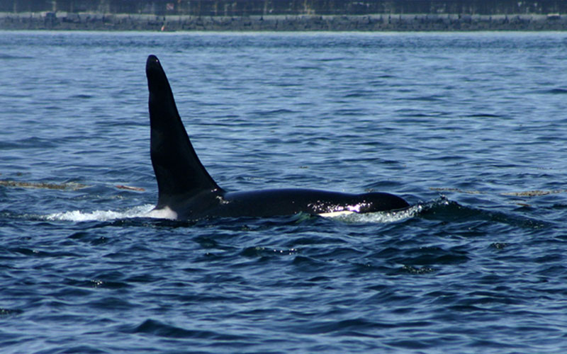 orca1