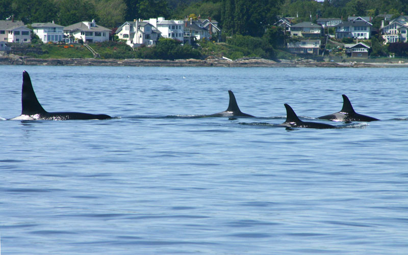 orca2