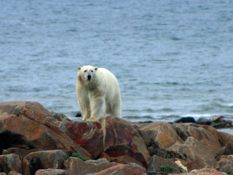 polarbear1