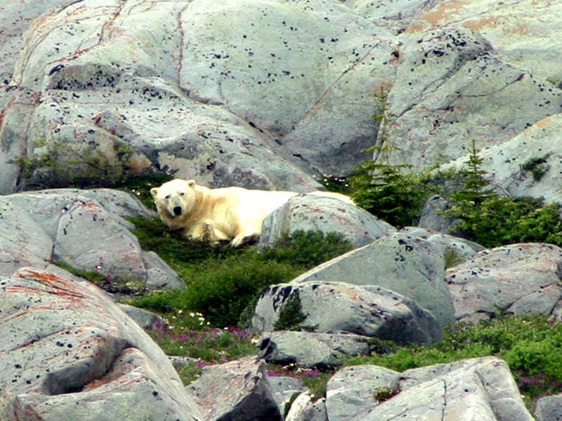 polarbear3