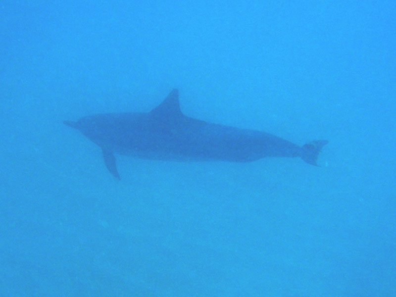dolphin1
