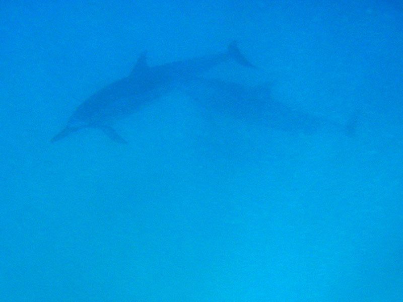 dolphin2
