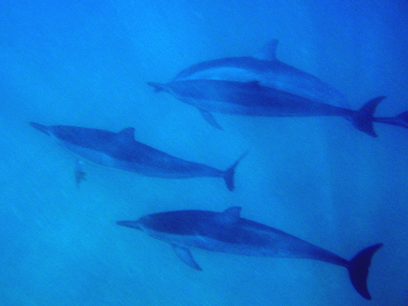 dolphin3