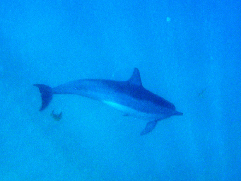 dolphin4