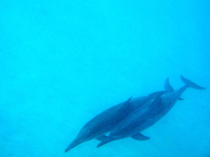 dolphin5