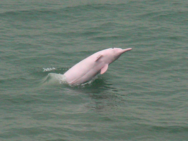 dolphin_from_land