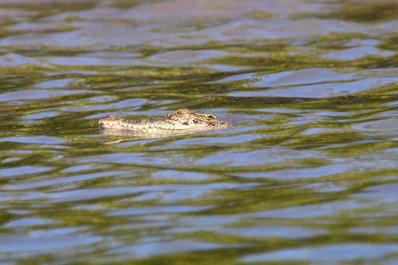 crocodile