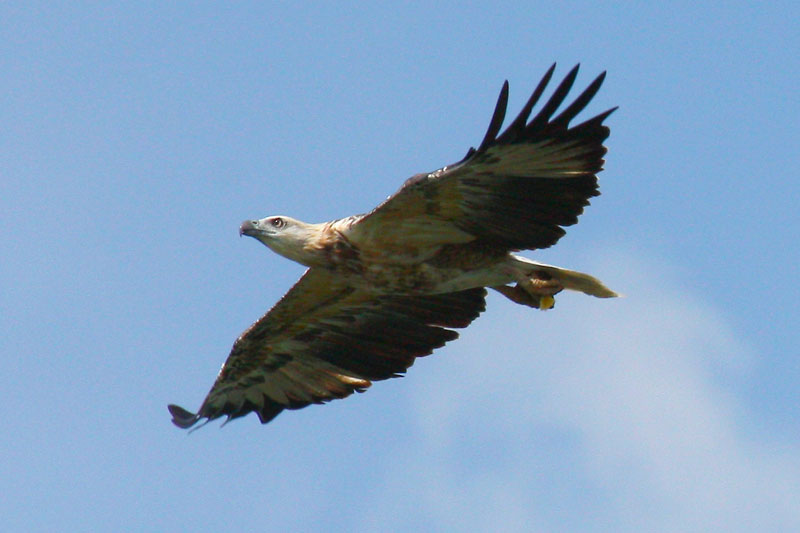 eagle