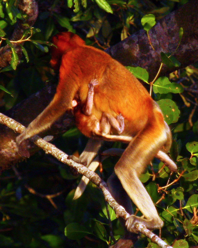 monkey1