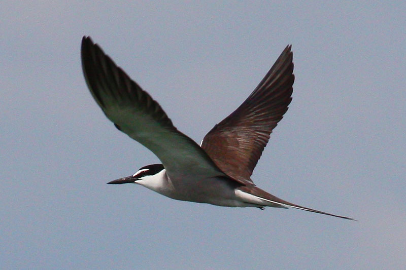 tern1