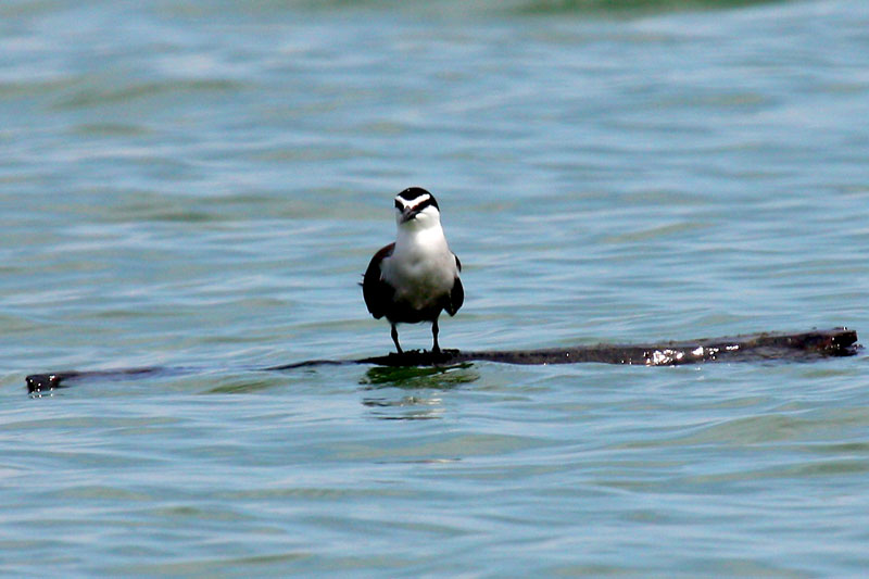 tern2