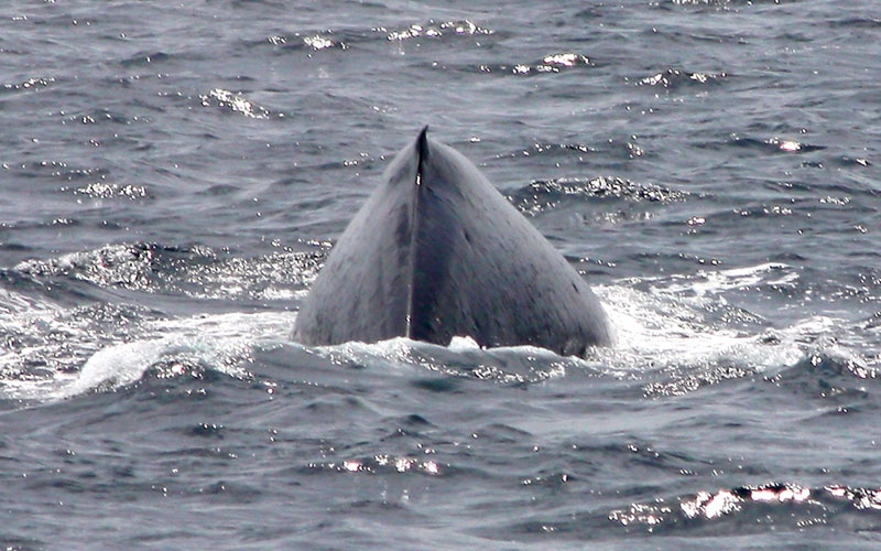 bluewhale1