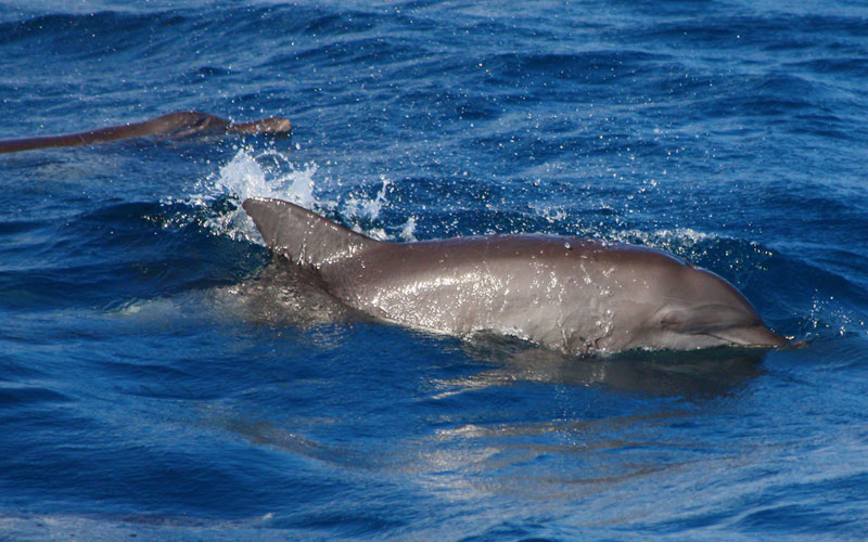 indopacificbottlenose