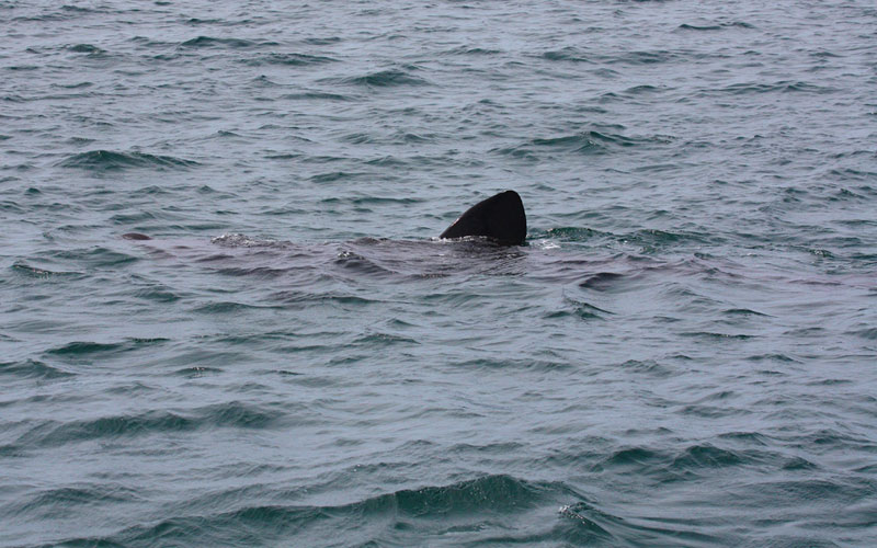 baskingshark2