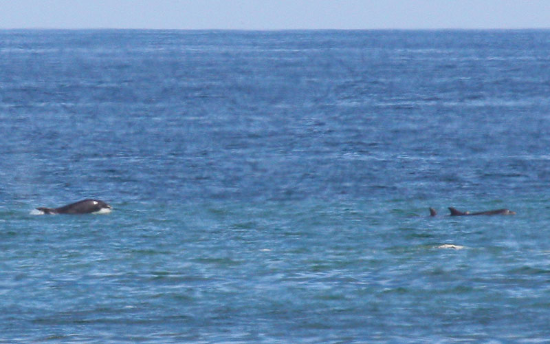 bottlenose1