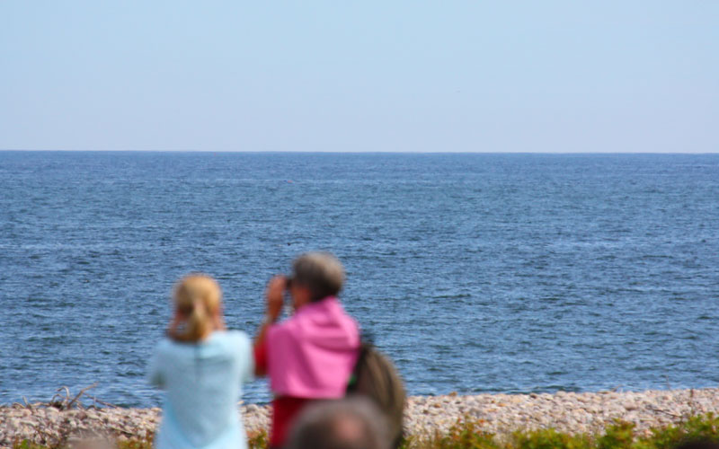 bottlenose2