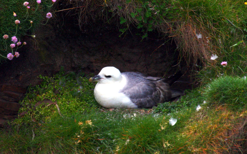fulmar