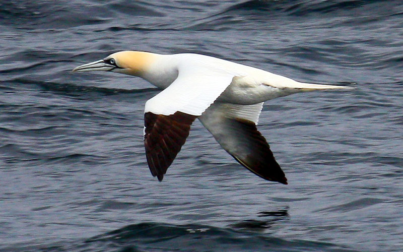 gannet