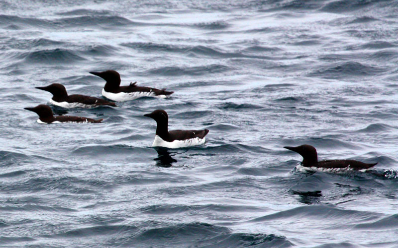 guillemot