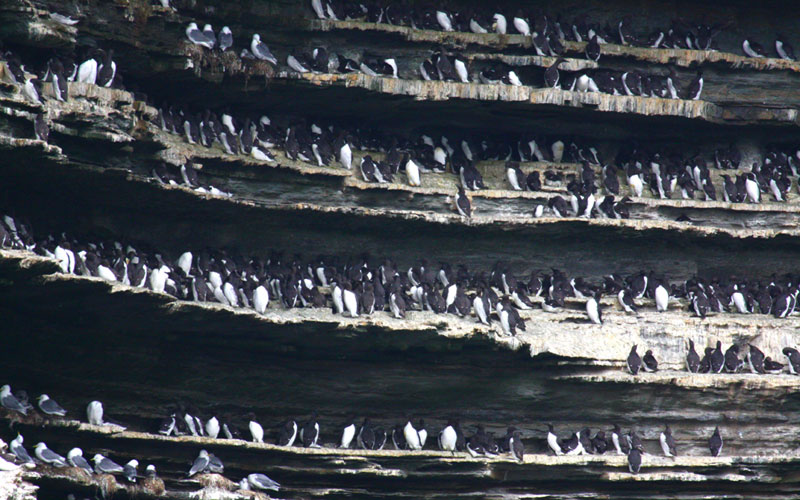 guillemot2
