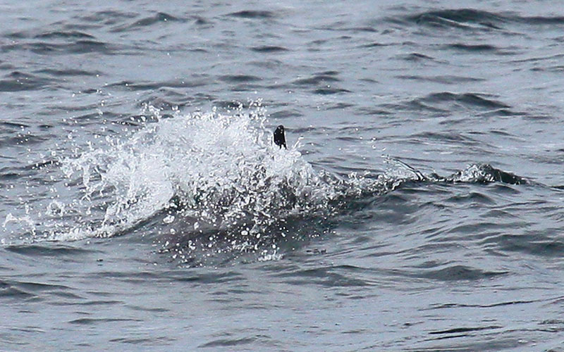 harbourporpoise