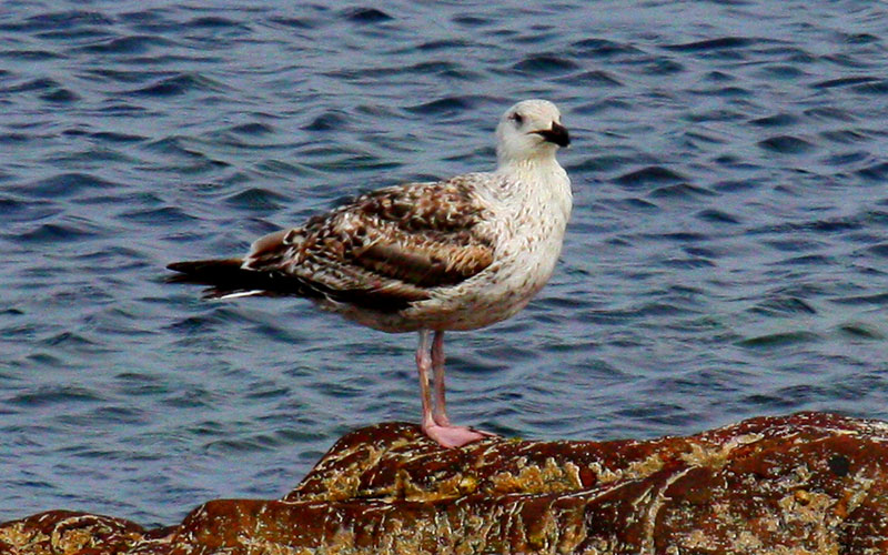 herringgull