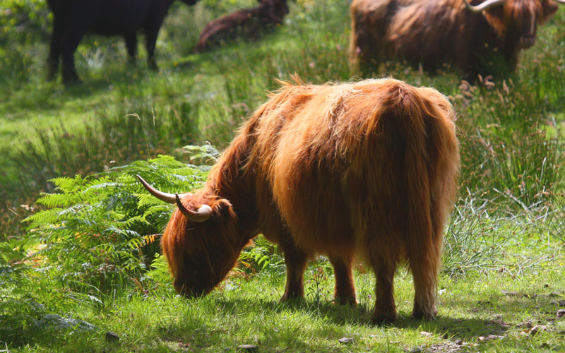 highlandcow