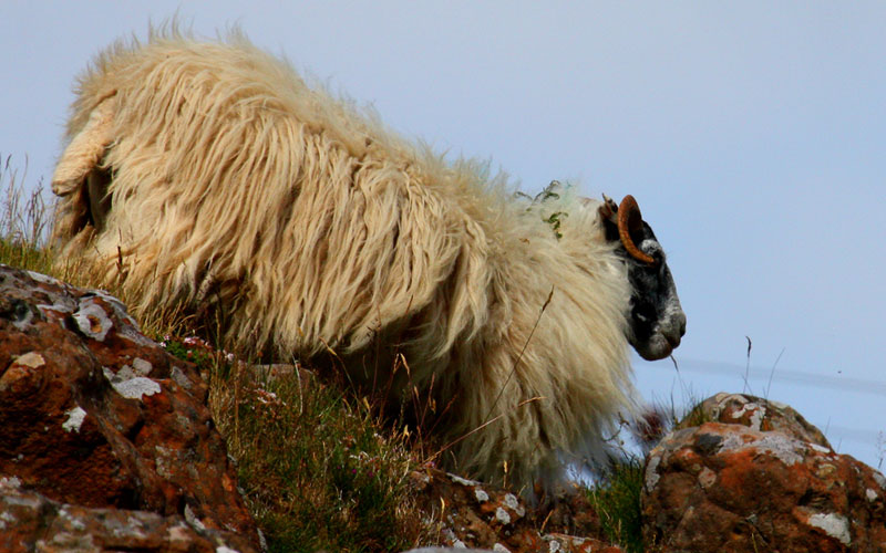 highlandsheep