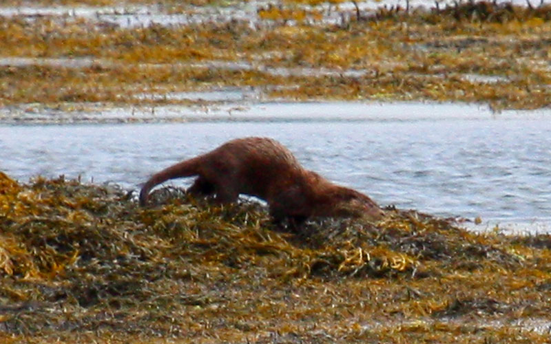 otter