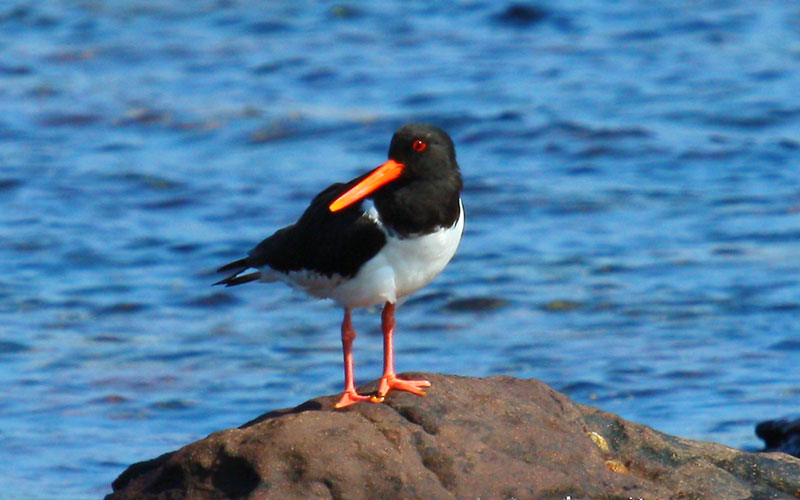 oystercatcher