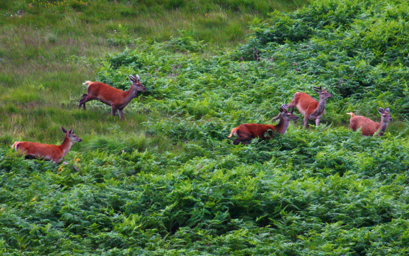 scotland_deer