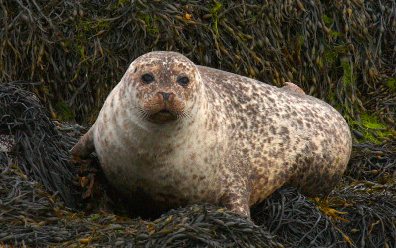 seal1