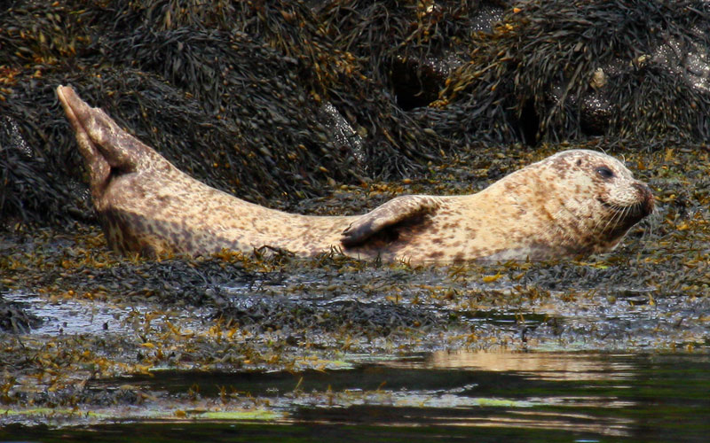 seal2